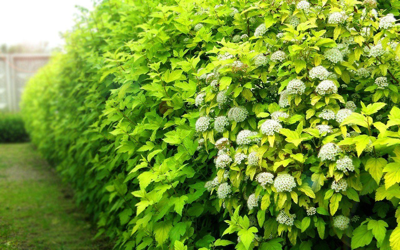 Grădina care nu doarme: arbust veșnic verde cu aromă de lacrimi de înger și fructe comestibile