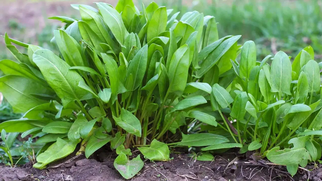 A sosit momentul ideal: 7 plante aromatice care merită plantate acum, pentru a obține recoltă timp de mulți ani.