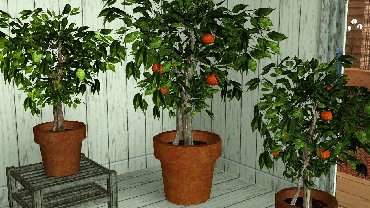 Mit sau realitate: dacă aveți un pom fructifer, pentru a culege mai multe fructe, trebuie să loviți trunchiul acestuia.