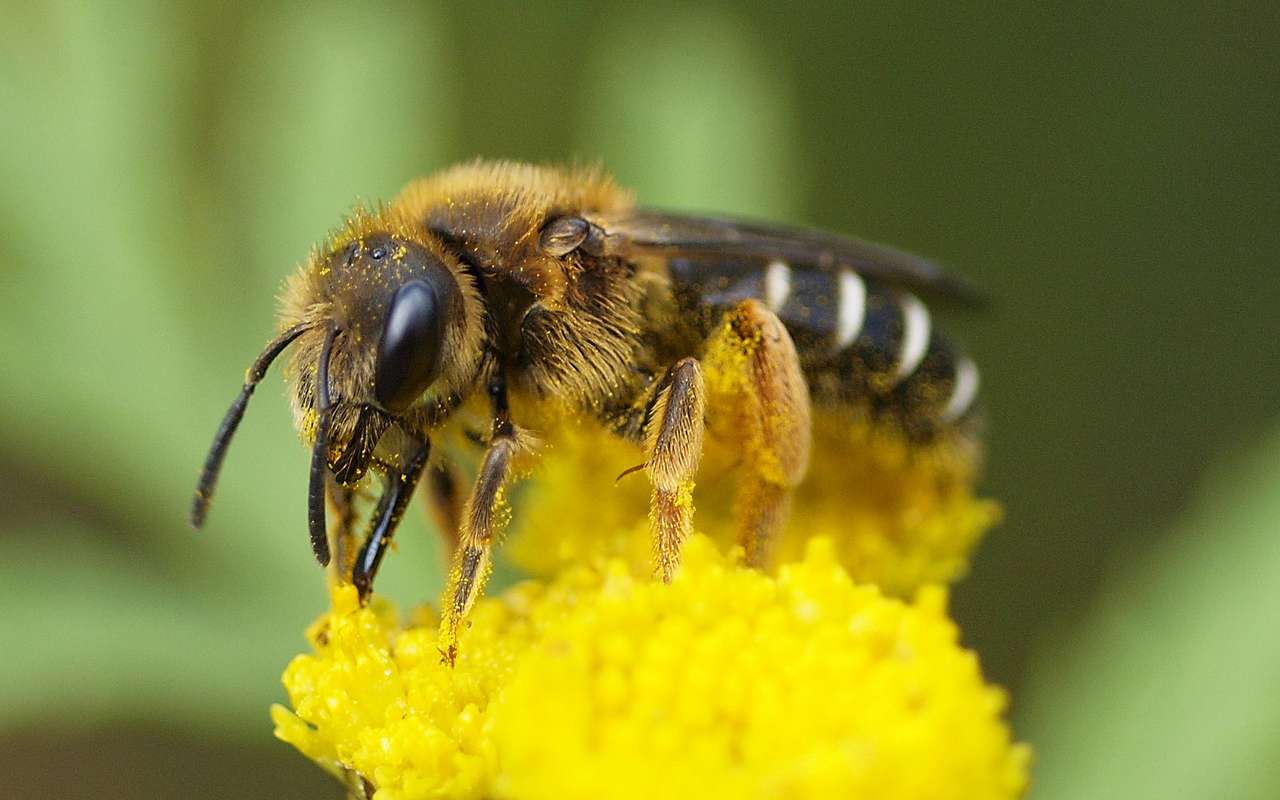 Un moment istoric: albinele, primul insect din istorie care a primit drepturi legale.