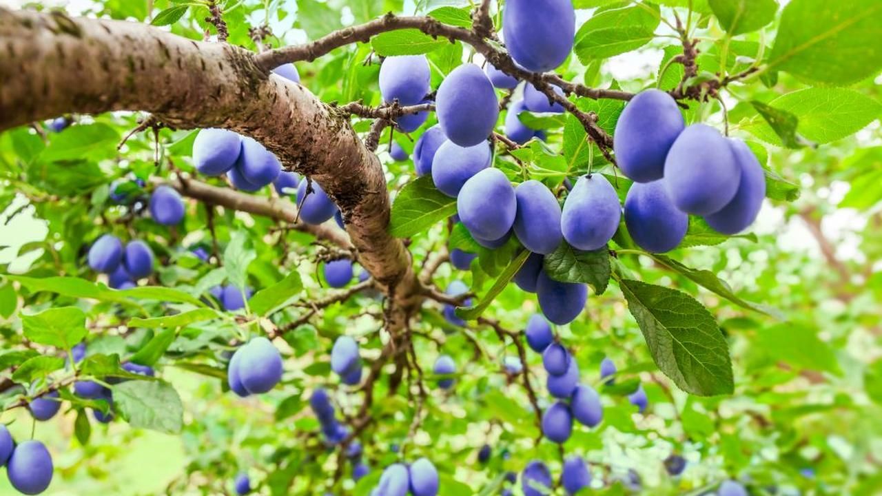 Am descoperit avantajele prunului: este ideal pentru parcele mici și produce fructe din belșug.