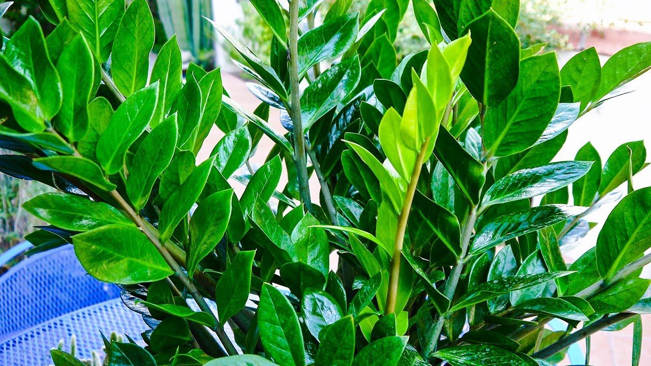 Javier Perez, peisagist și grădinar: „Este cea mai rezistentă plantă de interior, greu de distrus și foarte ușor de îngrijit”.