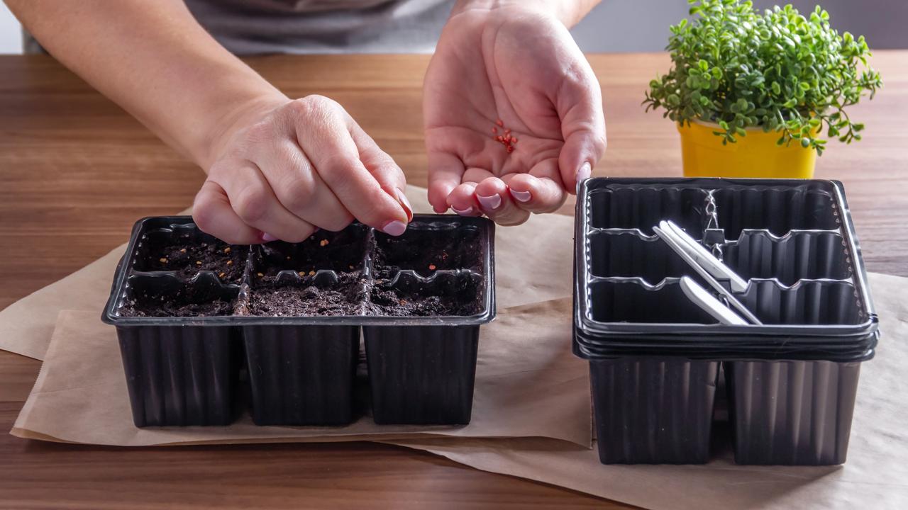 Ce să semeni pentru răsaduri în februarie 2026 — lista completă și calendarul lunar