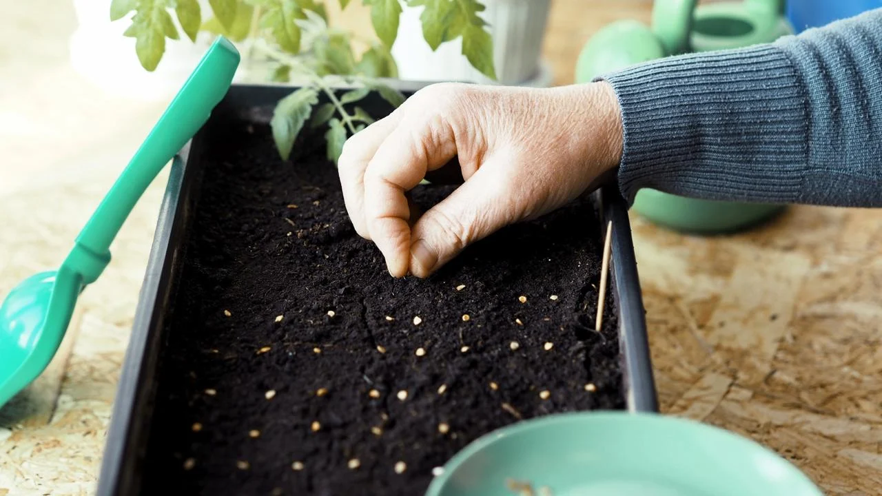 Ce să semeni pentru răsaduri în februarie 2026 — lista completă și calendarul lunar