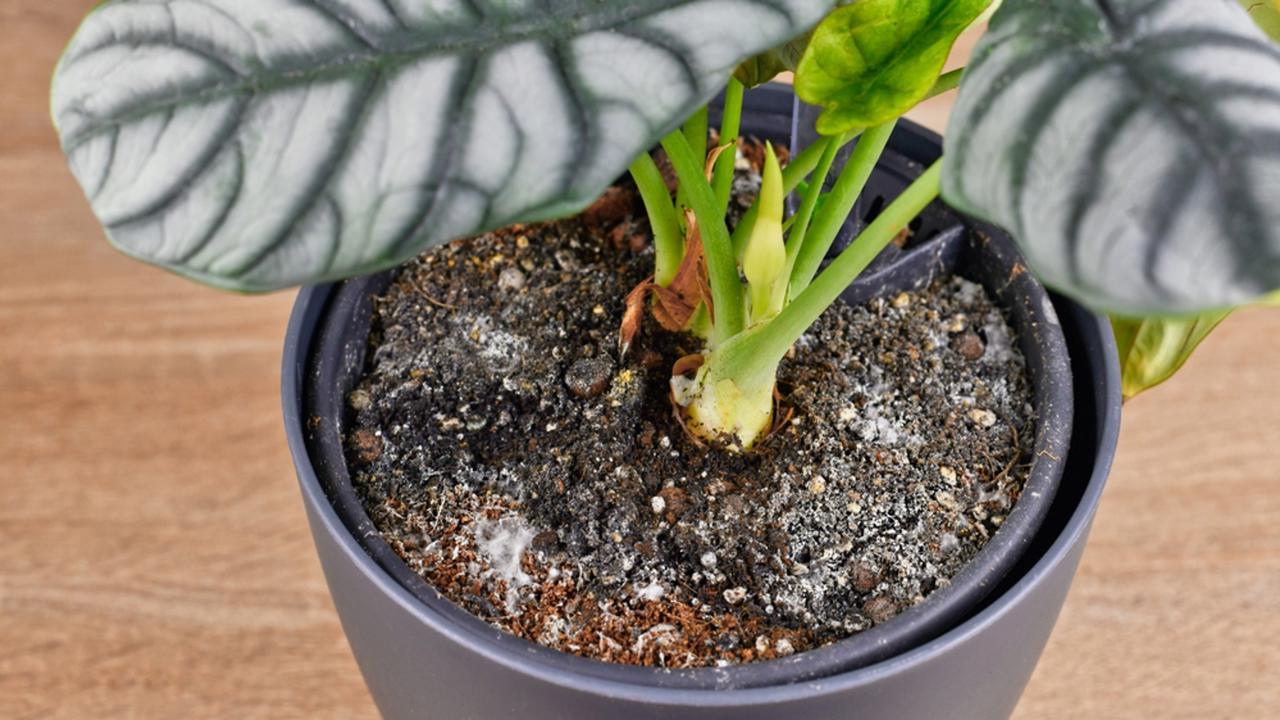 Se deteriorează solul pentru plantele în ghiveci în timpul iernii? Expertul nu are nicio îndoială.