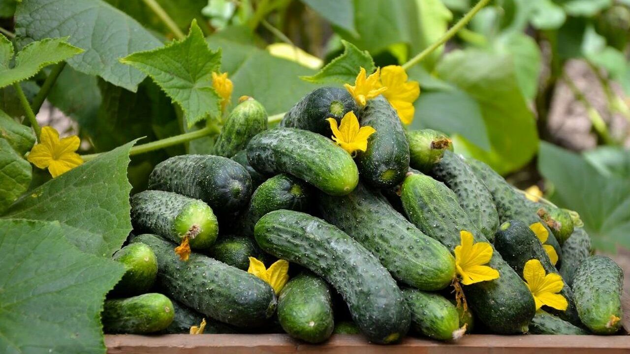 Cele mai bune soiuri de castraveți de câmp pentru anul 2026. Fără gust amar și cu randament ridicat garantat.