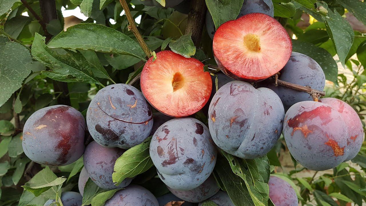 Cel mai bun pom fructifer pentru grădina dvs.: rădăcinile sale nu afânau solul, este ușor de îngrijit și înflorește iarna.