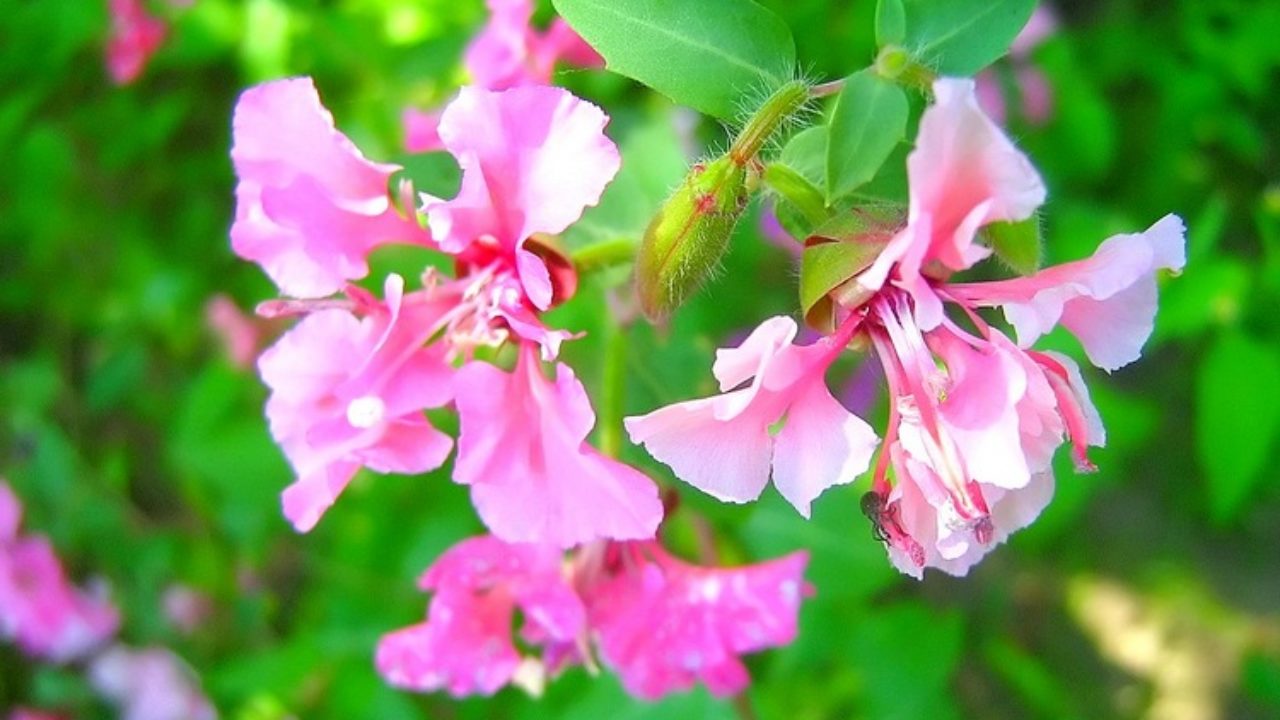 Aduce în grădină o întreagă paletă de culori. Înflorește abundent chiar și în condiții de sol moderat.