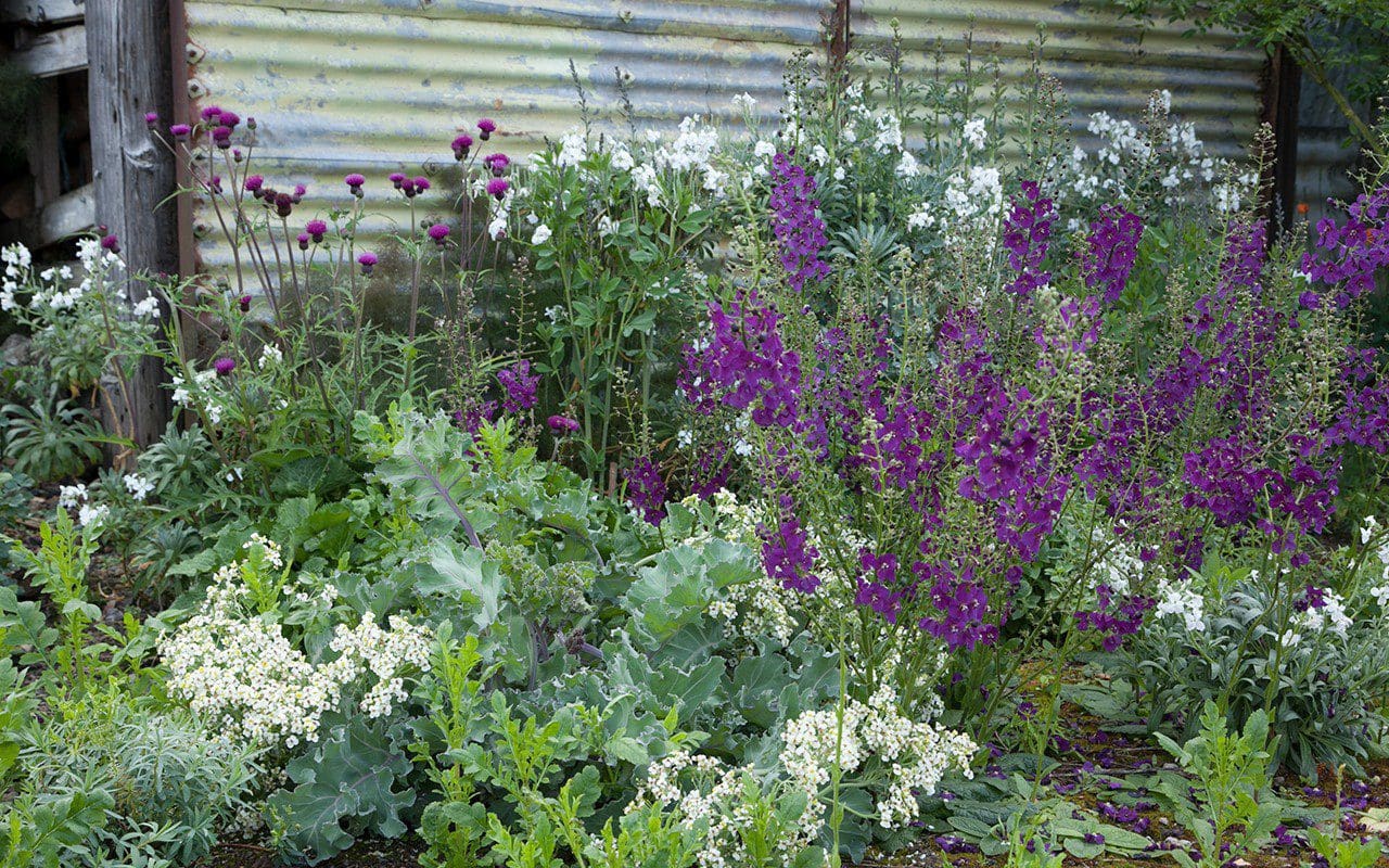 O plantă uitată revine în grădini: crește în nisip și înflorește săptămâni întregi.