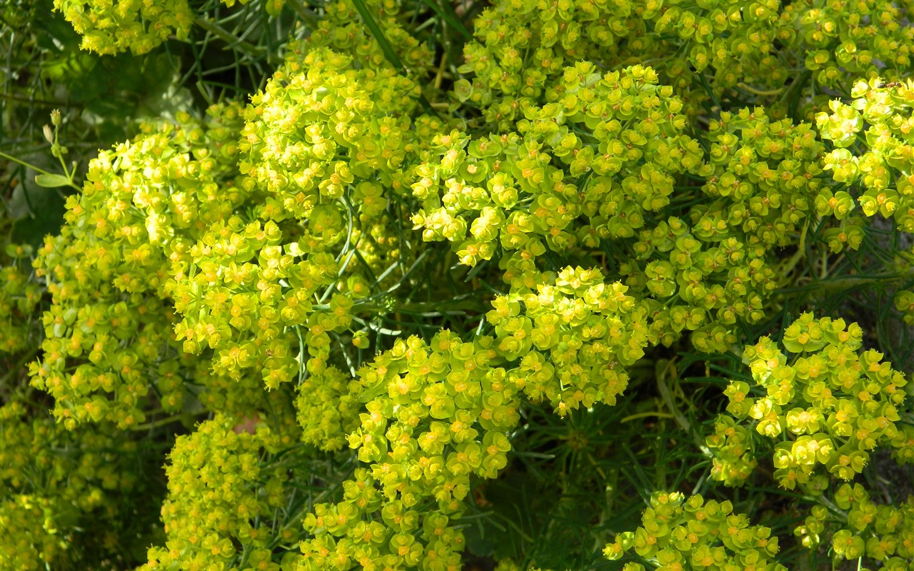 Grădina care nu doarme: arbust veșnic verde cu aromă de lacrimi de înger și fructe comestibile