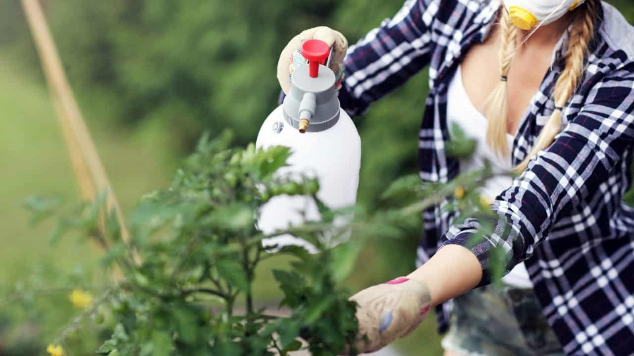 Stropirea plantelor cu oțet: de ce să o faci și de ce merită.