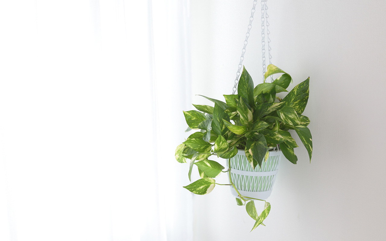 Această plantă, care crește în ghiveci, nu necesită îngrijire și este ideală pentru balcoane mici.