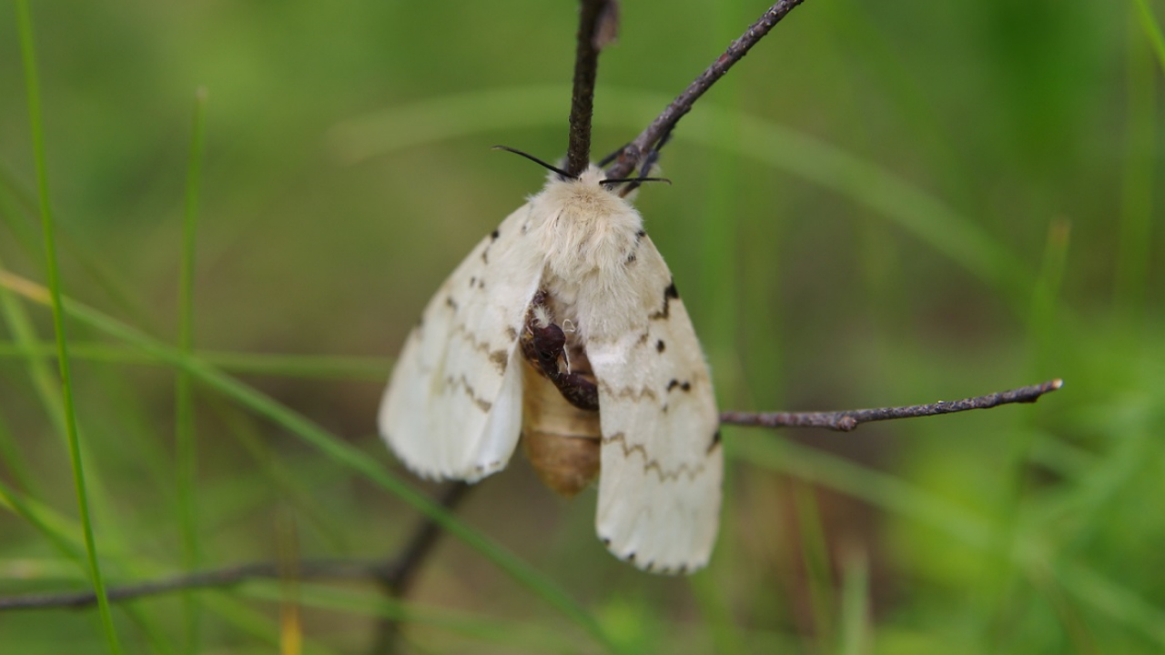 Frigul nu le va ucide. După iarnă, udați buștenii cu această soluție – larvele vor muri una câte una.