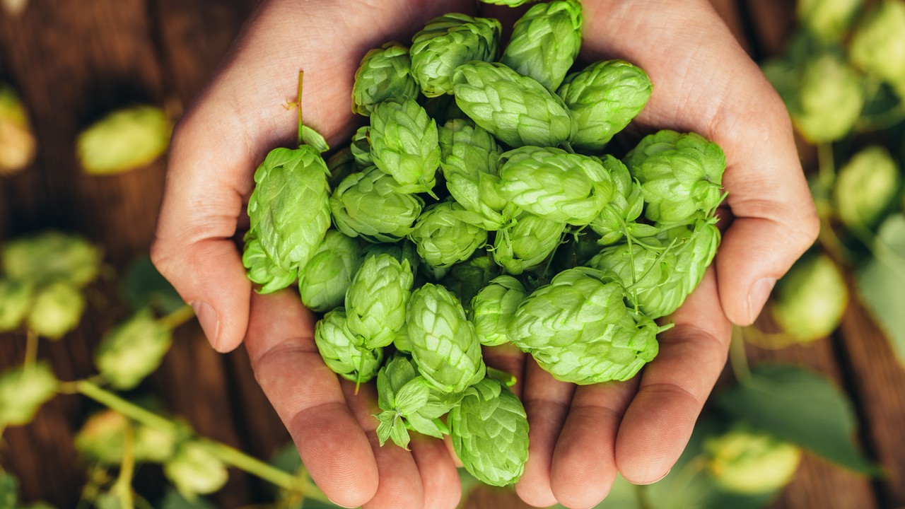 Această plantă valorează o avere. Ea crește și în această țară. Sezonul va începe în curând.