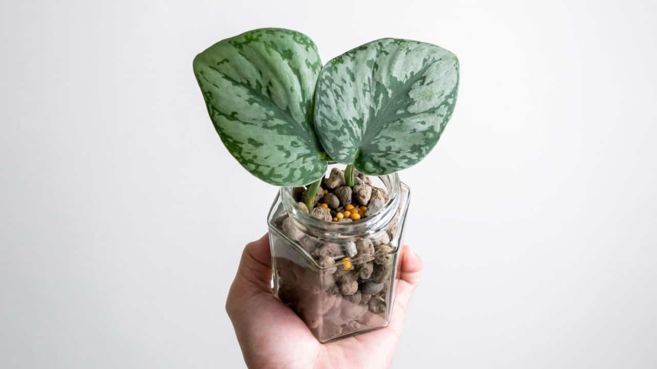 O plantă care purifică aerul din casa ta și arată minunat într-o vază.