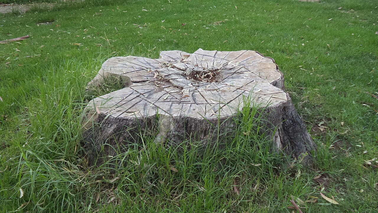 Faceți acest lucru cu ciotul după ce l-ați tăiat. Va dispărea mai repede decât credeți.