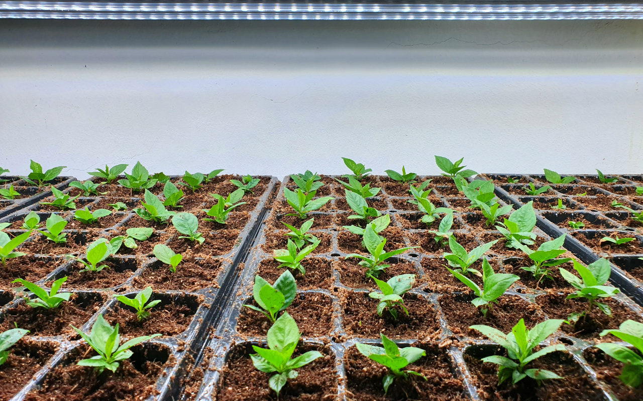 Îngrășământ cu potasiu pentru răsaduri puternice și sănătoase și recolte abundente. Grădinarii cehi îl folosesc de multe generații.