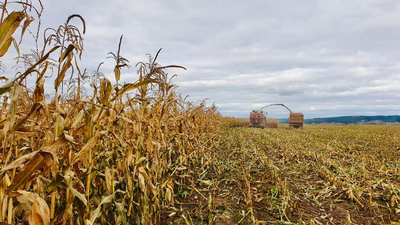 Sezonul de semănat soia s-a încheiat, prețurile la floarea-soarelui cresc, iar porumbul se află în stare de alertă: vremea schimbă harta producției.