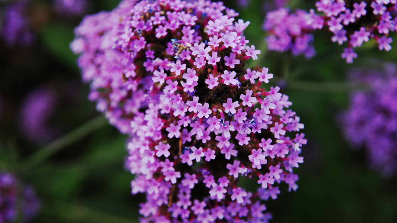 Va decora grădina dvs. până în toamnă. Nu ratați perioada de însămânțare.