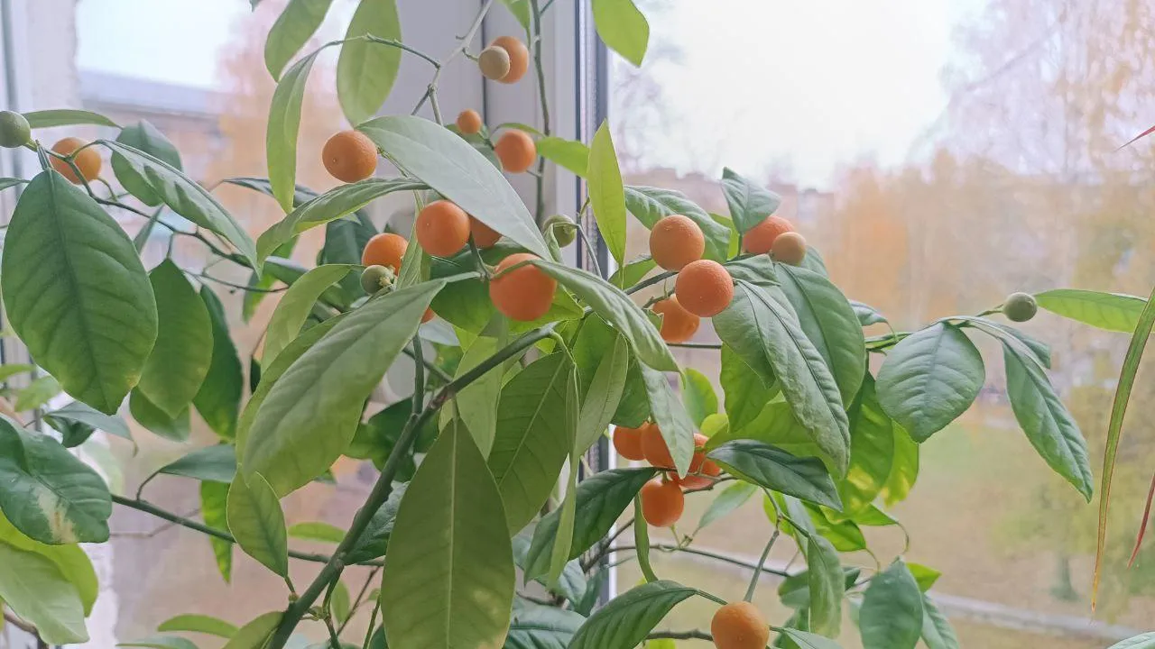 Mit sau realitate: dacă aveți un pom fructifer, pentru a culege mai multe fructe, trebuie să loviți trunchiul acestuia.