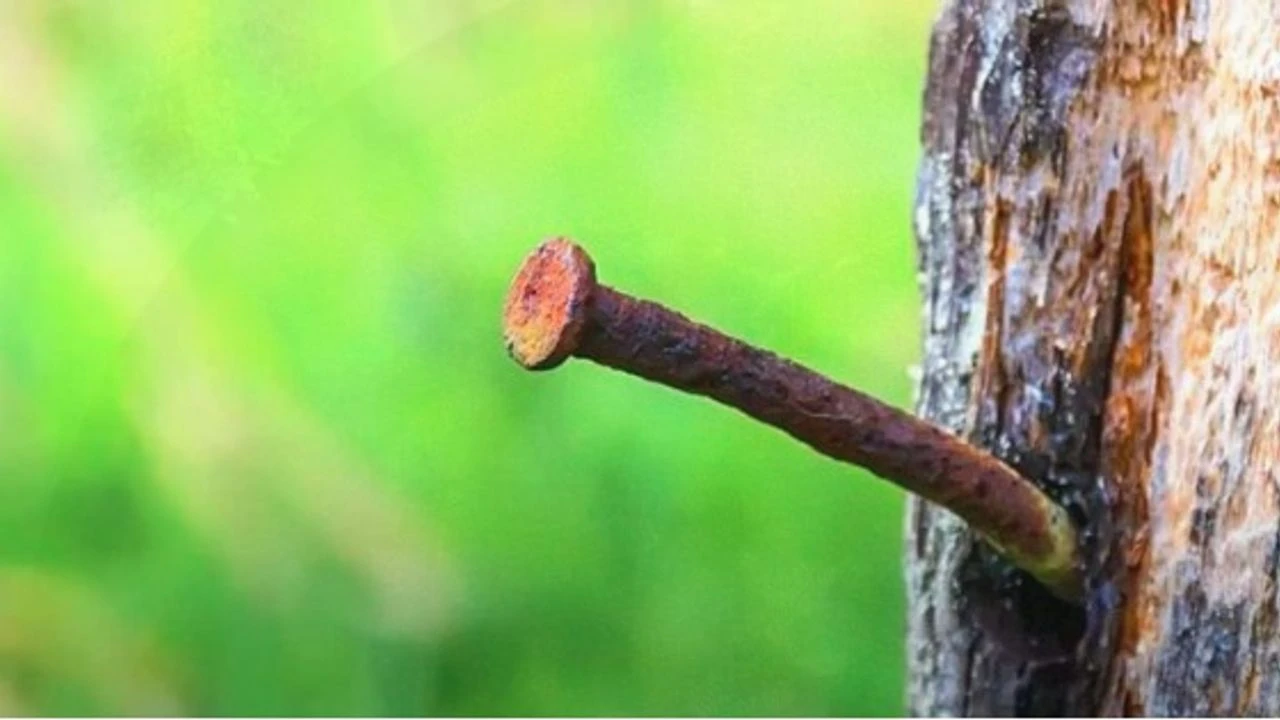 Bateți 3 cuie în trunchiul unui lămâi: de ce este recomandat și care sunt riscurile.