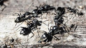 Invazia furnicilor negre: cum să scapi de ele în grădină și în jurul casei?