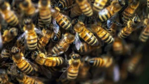 Un moment istoric: albinele, primul insect din istorie care a primit drepturi legale de protecție.