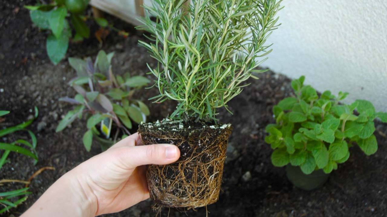 Rozmarin: de ce este recomandat să introduci dopuri în sol și la ce servesc acestea.