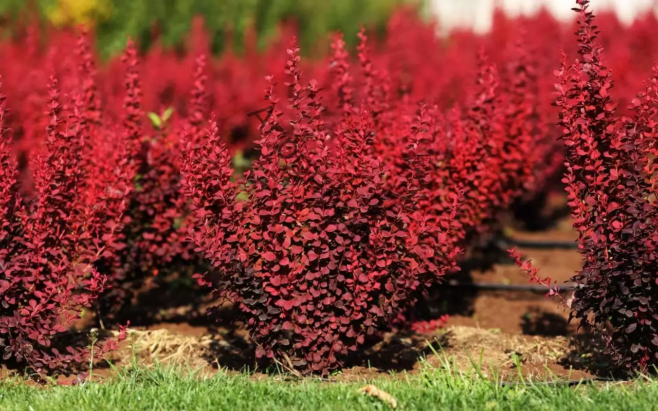 Ideal pentru grădinile mici: această plantă de vară înflorește în doar câteva zile, se remarcă prin culorile incredibil de vii și umple terasa cu viață.