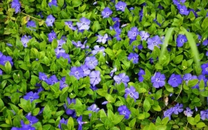 Nu aveți timp? Trei plante războinice, care se îngrijesc singure și înfloresc fără oprire.