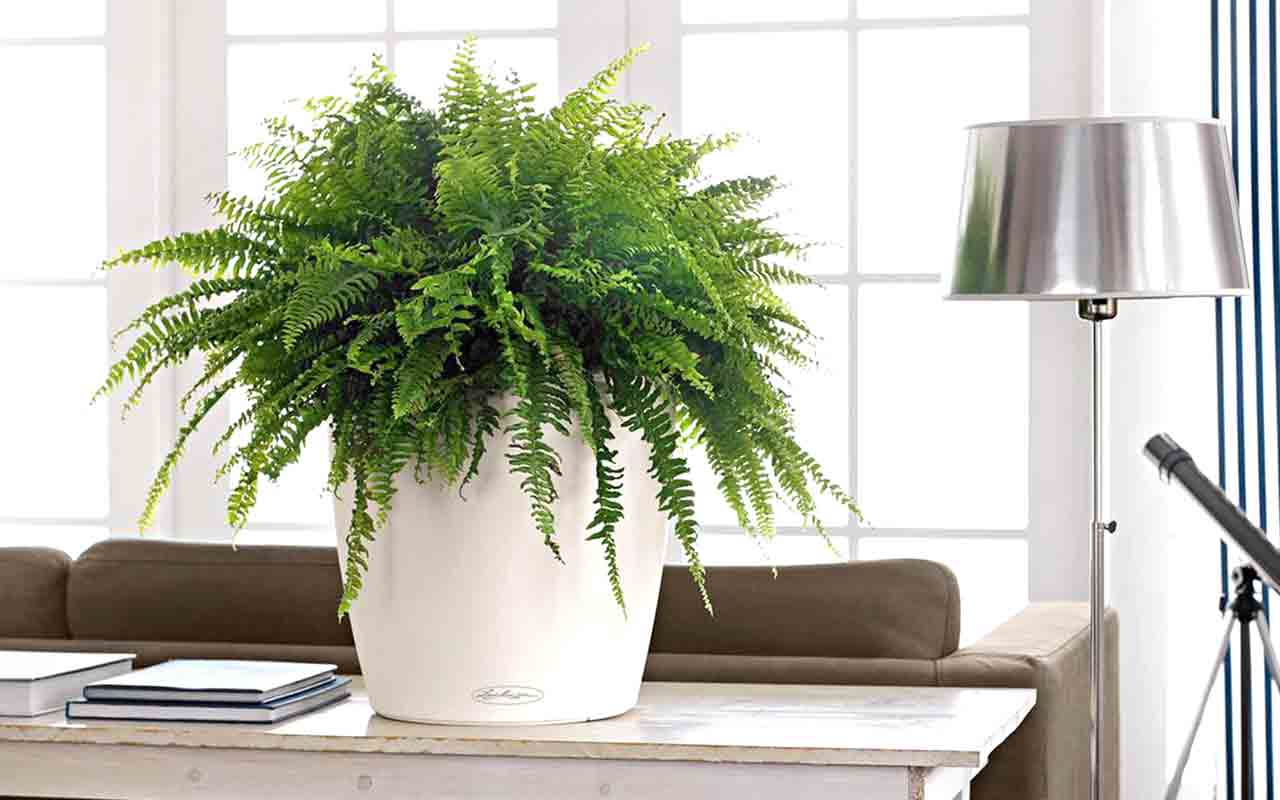 Căldura: 10 plante care vă vor ajuta să vă răcoriți casa vara