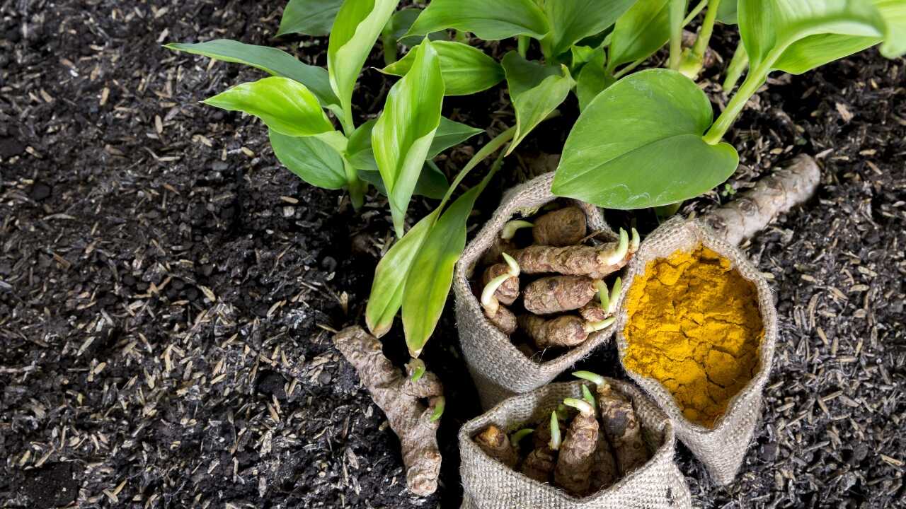 Cultivarea curcumei în ghiveci: cum să crești o plantă frumoasă și sănătoasă.