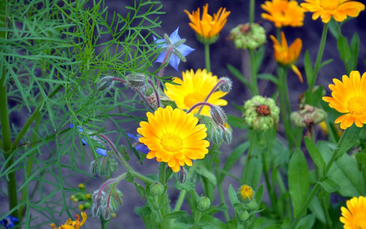 Trei plante ideale pentru semănat în februarie, pentru a vedea înflorirea toamna.
