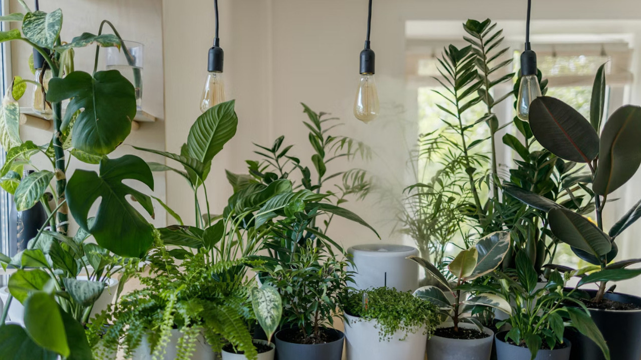 Ce înseamnă, din punct de vedere psihologic, să-ți umpli casa cu plante?