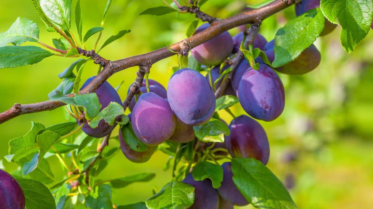 Nu deteriorează trotuarele: copacul ideal pentru case mici și grădini mici.