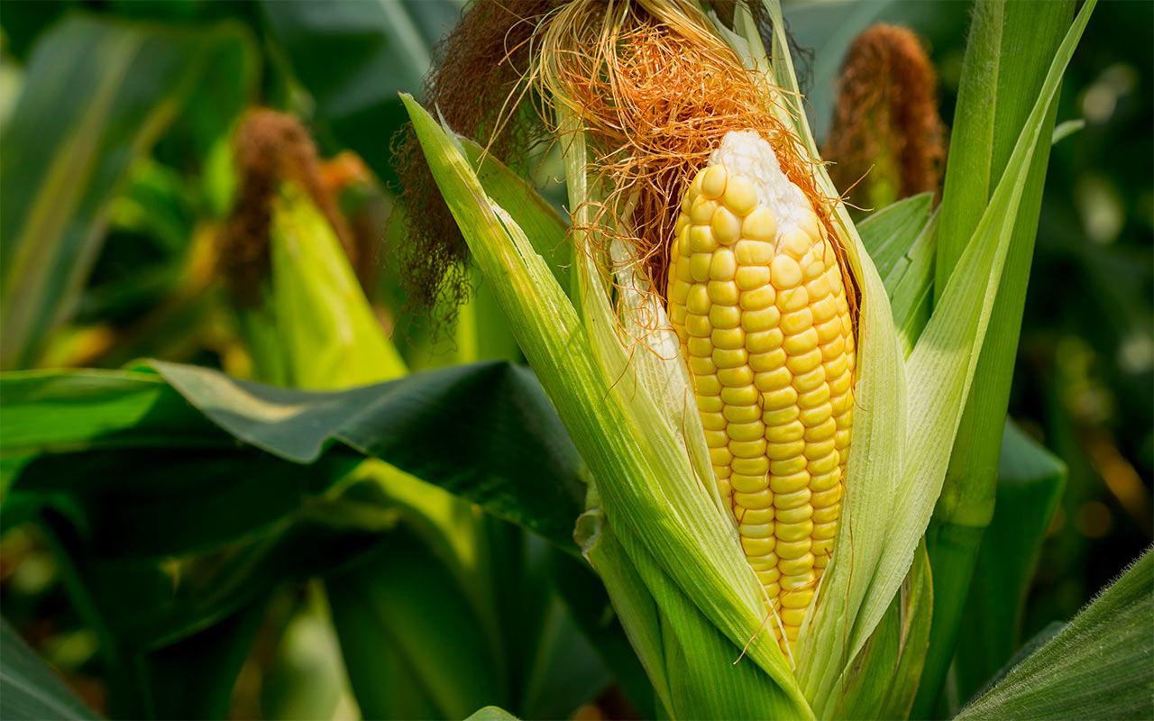 Sezonul de semănat soia s-a încheiat, prețurile la floarea-soarelui cresc, iar porumbul se află în stare de alertă maximă: vremea schimbă harta producției.