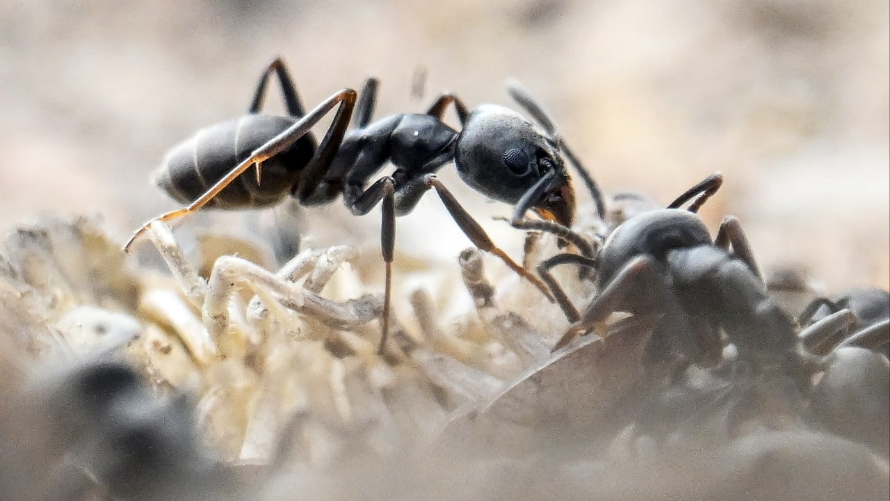 Invazia furnicilor negre: cum să scapi de ele în grădină și în jurul casei?