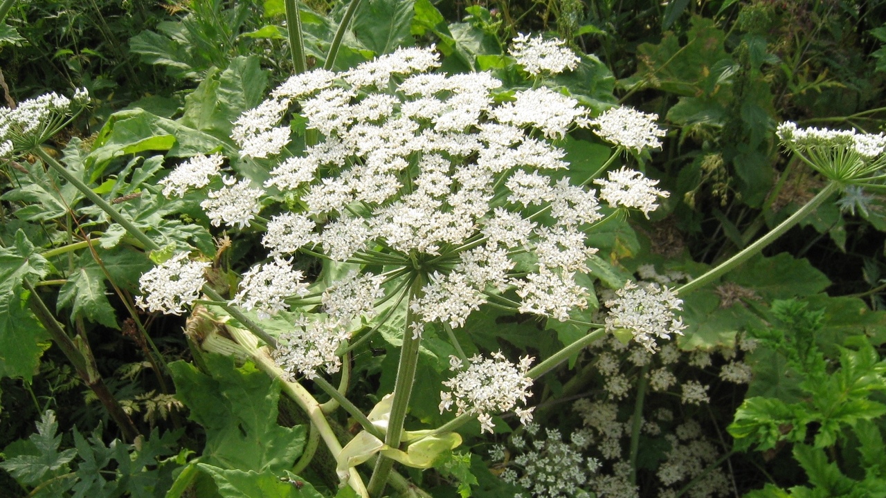 Astăzi, ele sunt considerate buruieni nedorite. Dar odată, aceste plante ne salvau de foame.