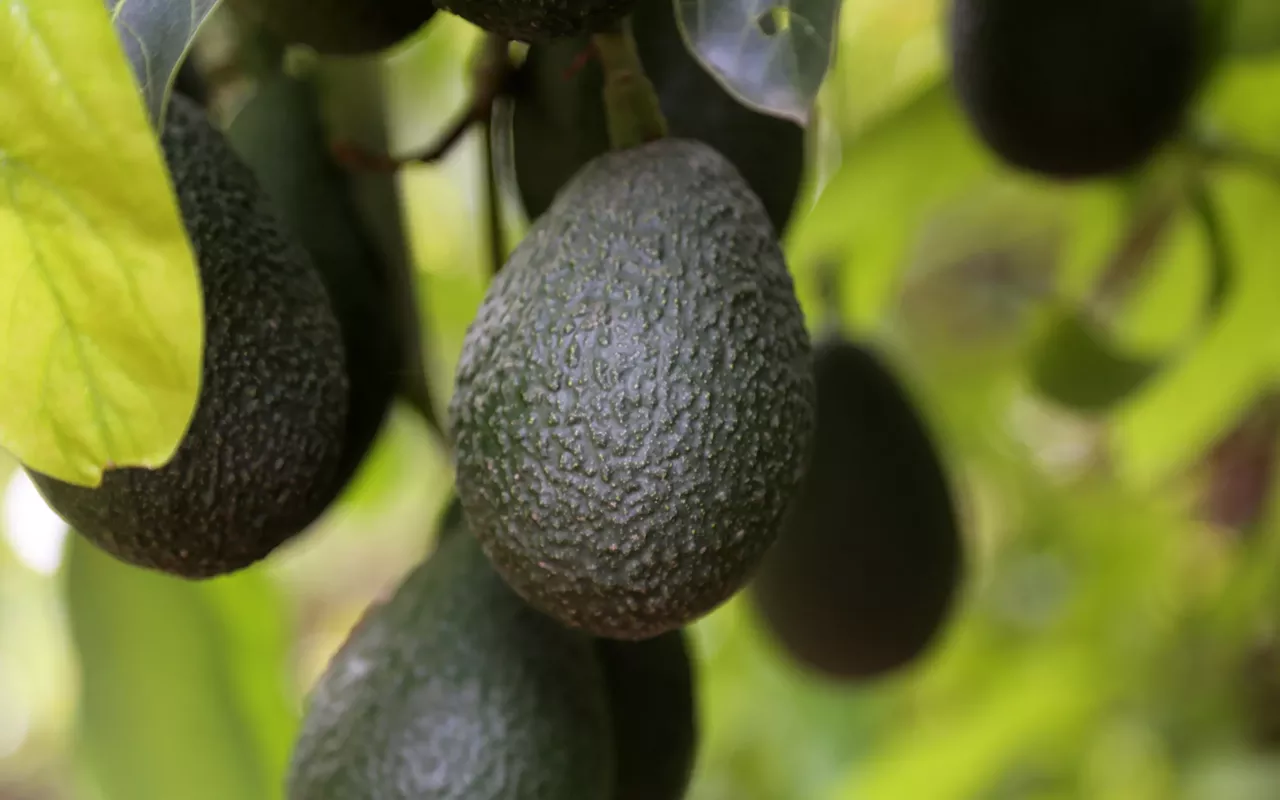 Puțini știu: avocado este un fruct sau o legumă?
