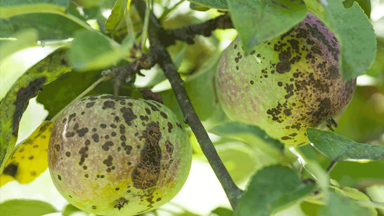 500 g la 10 litri — și nu veți mai avea mere stricate niciodată: cum să protejați merii de monilioză