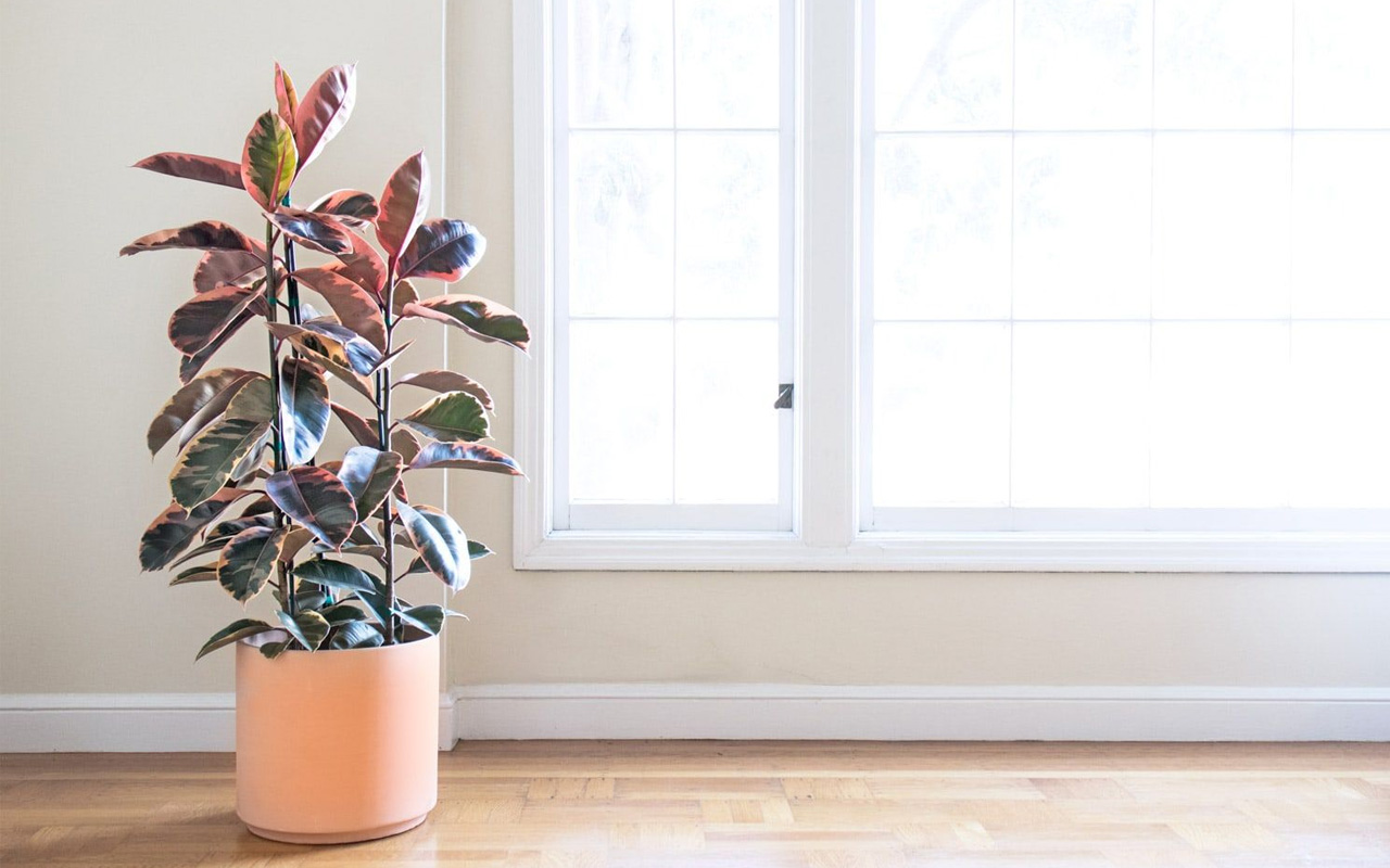 Planta ideală pentru colțuri mici: crește vertical și nu ocupă mult spațiu.