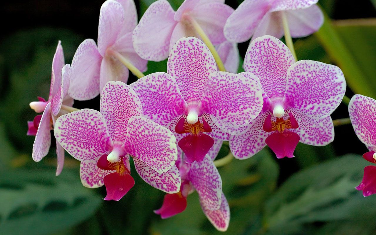 De ce nu înflorește orhideea: greșeala principală a 90% dintre gospodine