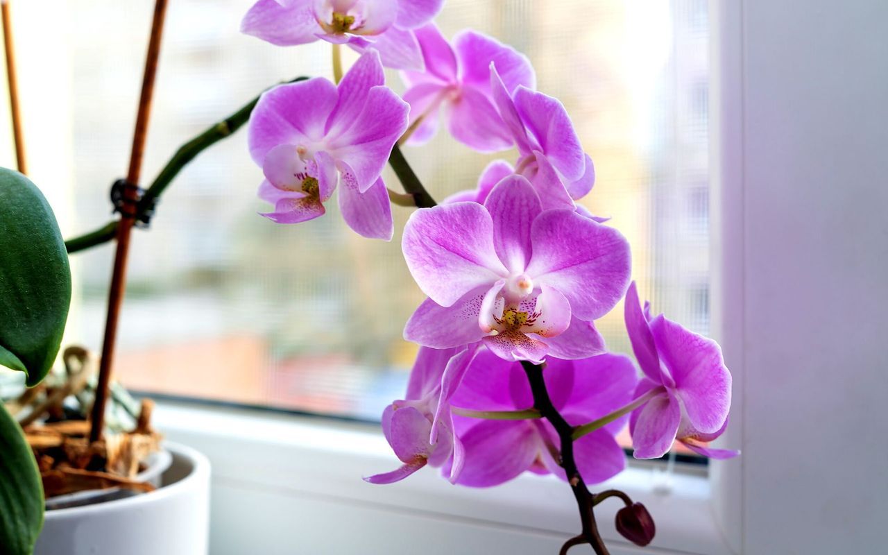 De ce nu înflorește orhideea: greșeala principală a 90% dintre gospodine