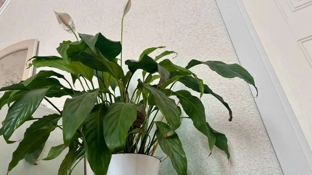 Scoateți planta din pahar și puneți-o într-un ghiveci cu crin pașnic. Acest lucru o va ajuta să-și recâștige forța și frumusețea.