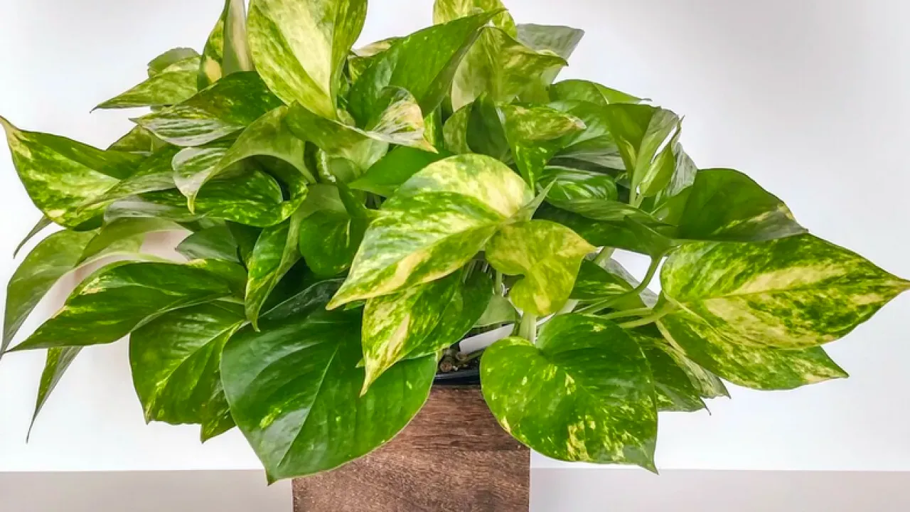 Cum să îngrijești scindapsul de cameră și să stimulezi creșterea frunzelor sale