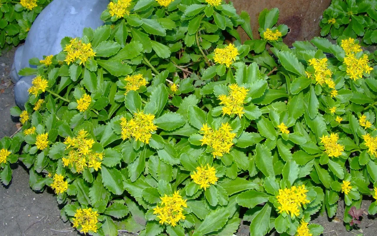 O plantă uitată revine în grădini: crește în nisip și înflorește săptămâni întregi.