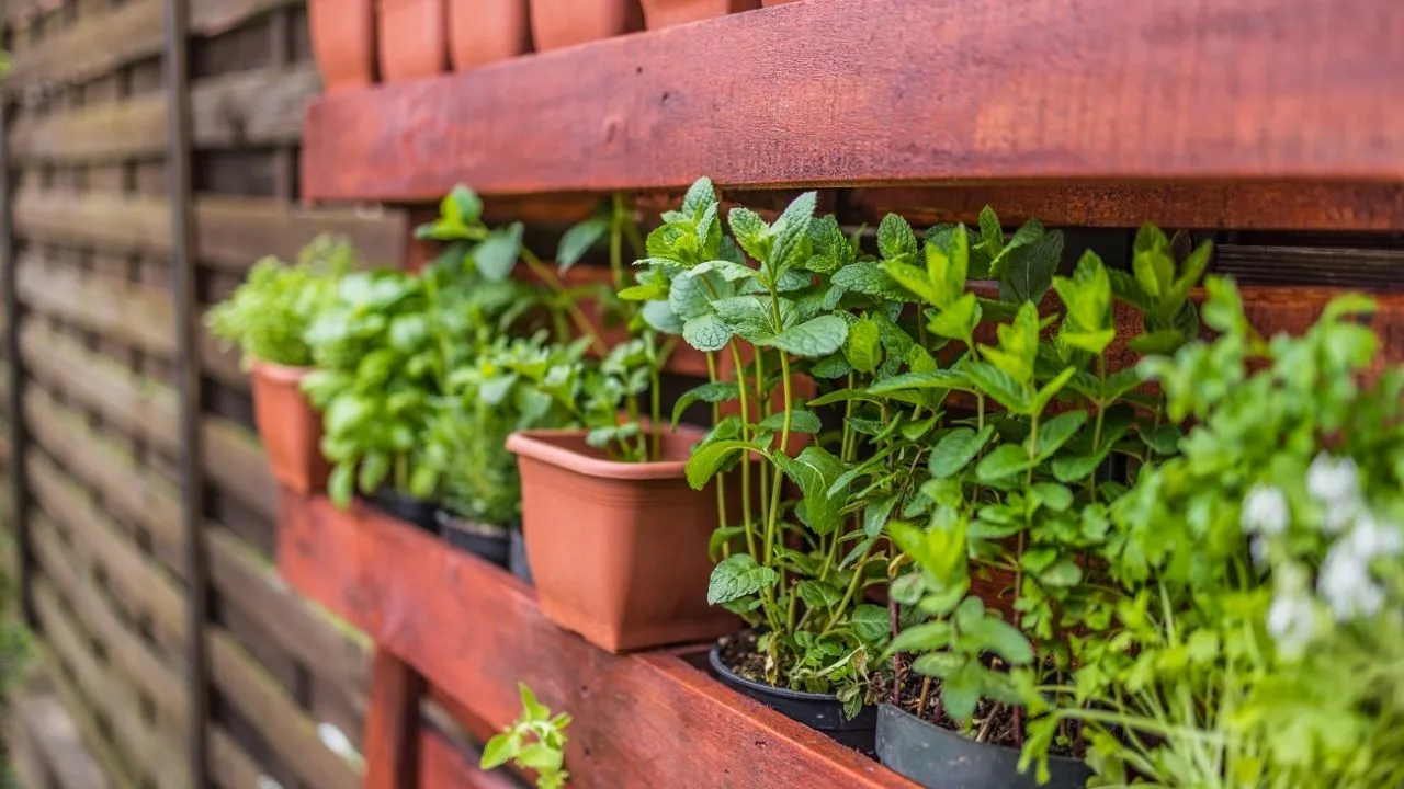 Feng Shui: Care sunt locurile din casă considerate sacre pentru amplasarea ghivecelor cu busuioc, rozmarin și mentă?