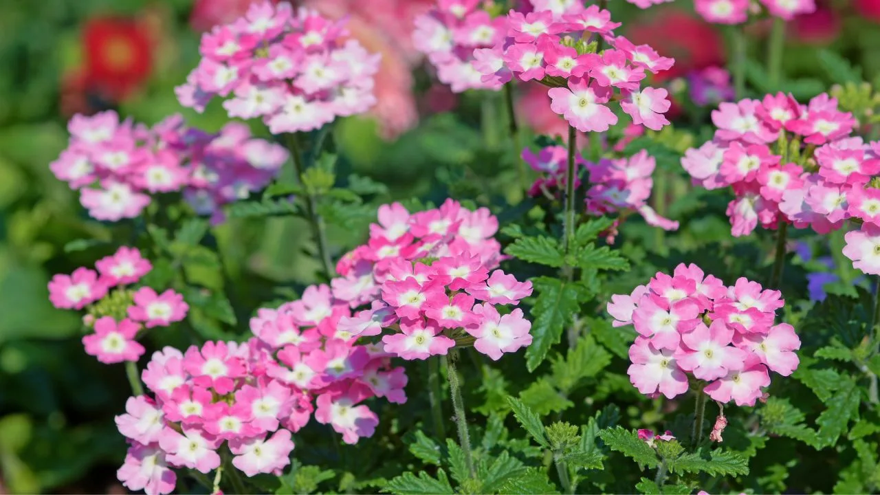 Va decora grădina dvs. până în toamnă. Nu ratați perioada de însămânțare.