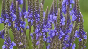 Va decora grădina dvs. până în toamnă. Nu ratați perioada de însămânțare.