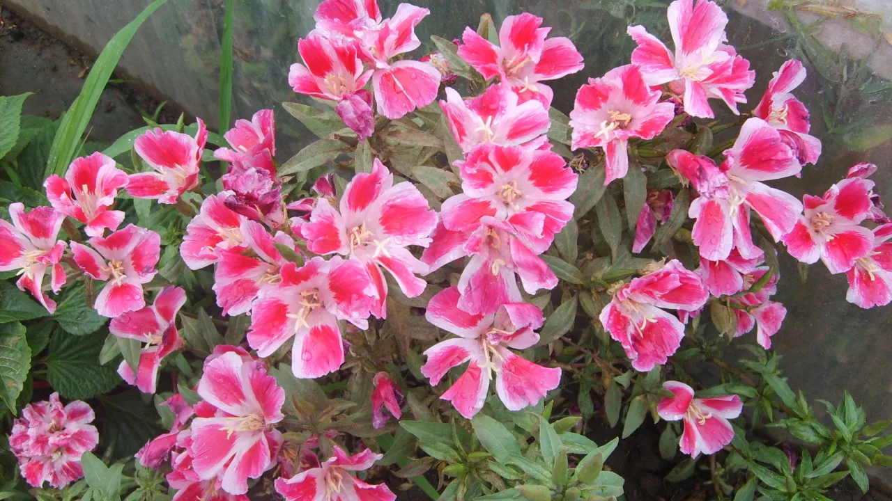 Aduce în grădină o întreagă paletă de culori. Înflorește abundent chiar și în condiții de sol moderat.